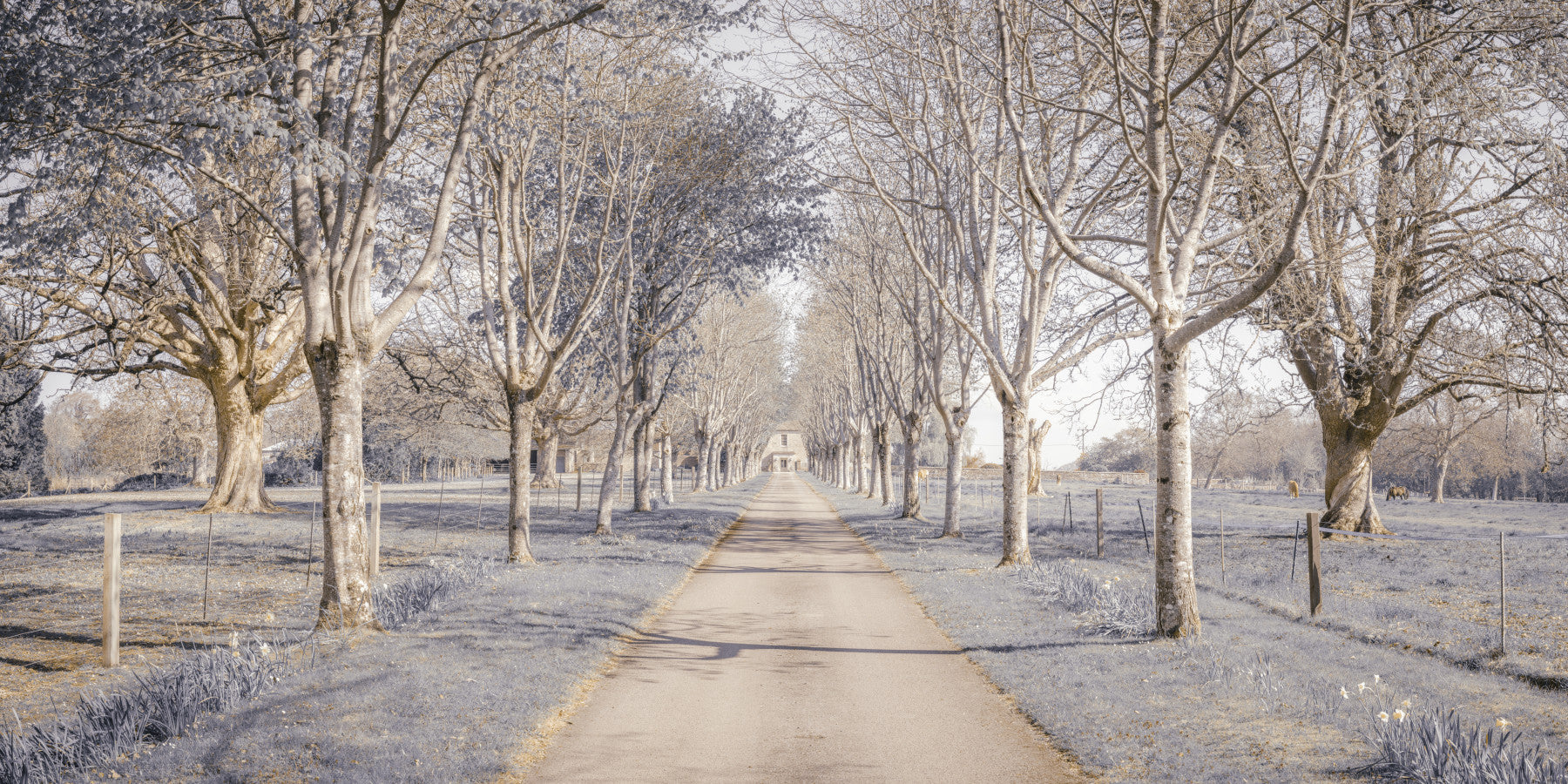 Nature's Corridor loving room Wall Mural featuring a tree-lined driveway path.