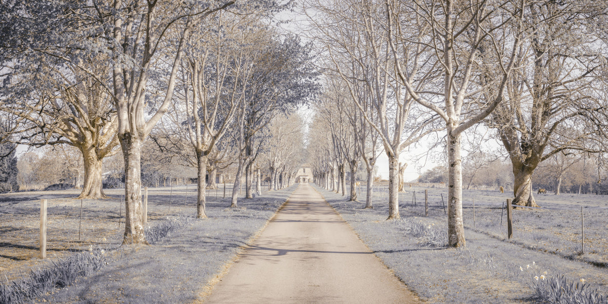 Nature's Corridor Wall Mural in your room