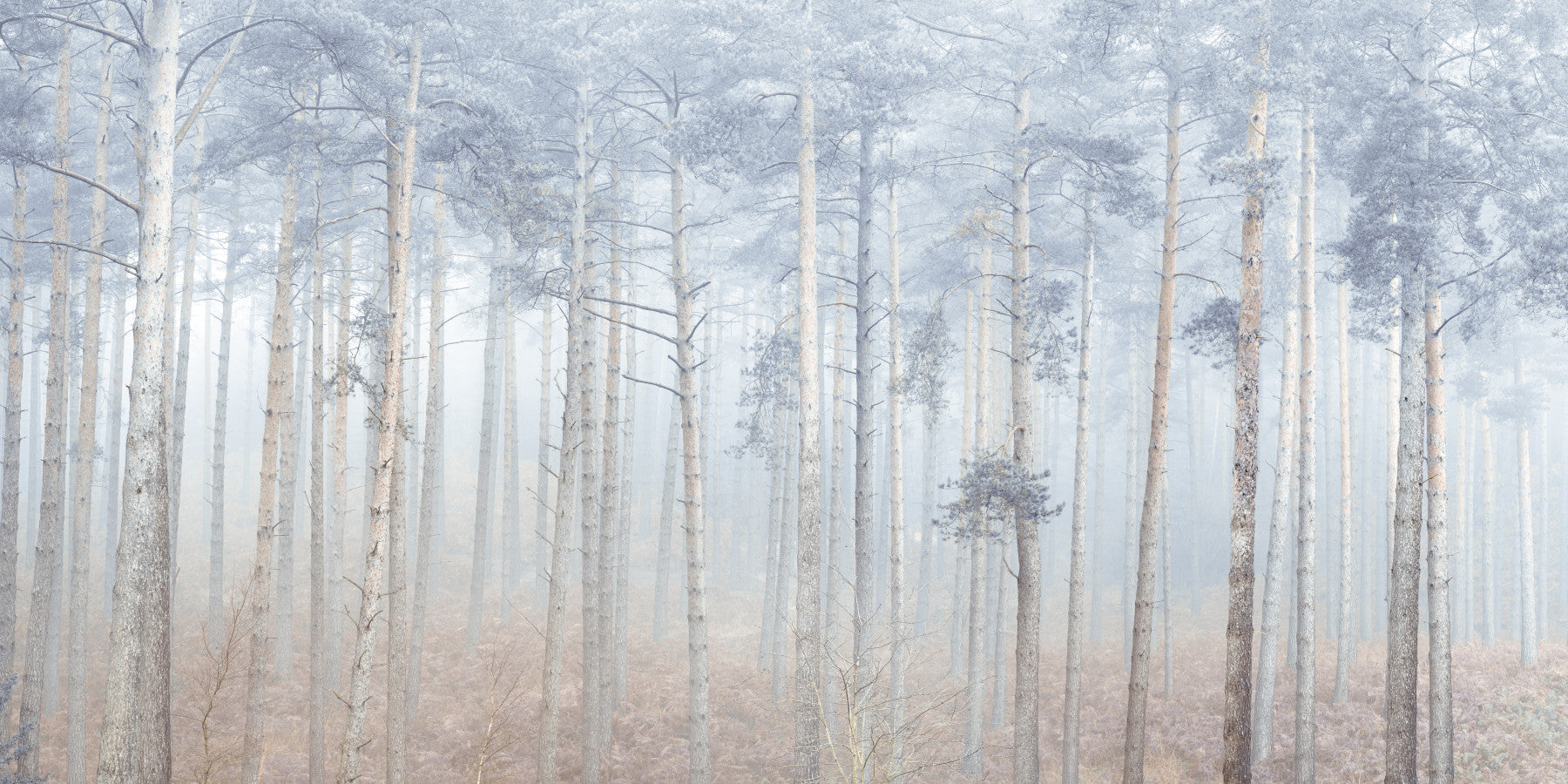 Muted gray Pine Forest Serenity Wall Mural for a living room showing hazy woodland trees.