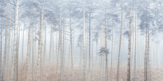 Wandbild „Ruhe im Kiefernwald“