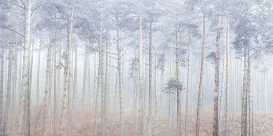Pine Forest Serenity Wall Mural