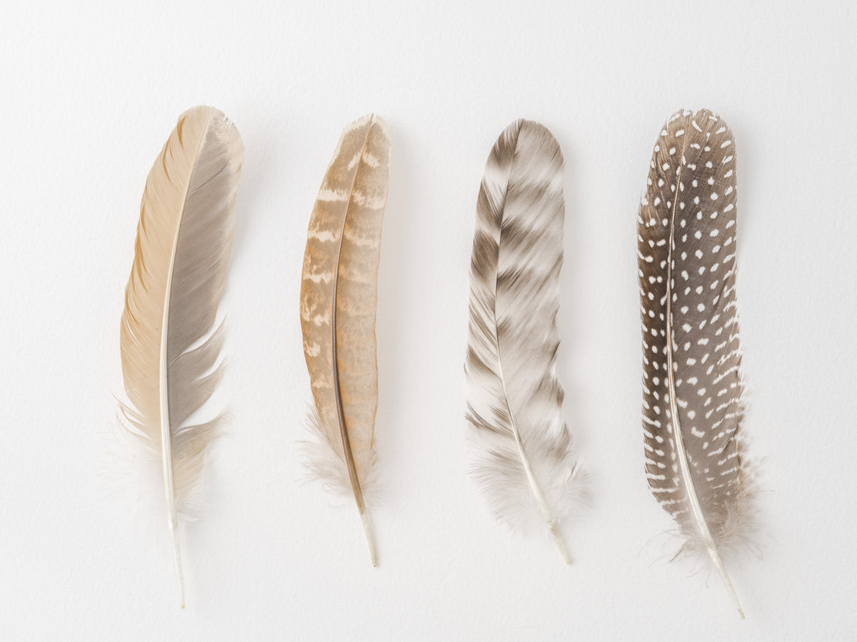 Soft Feather Array Wall Mural in your room
