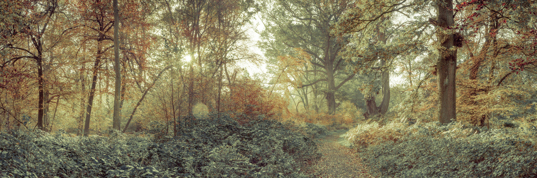Scenic nature landscape Forest Glow for bedroom Wall Mural with autumnal foliage.