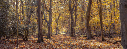 Wandbild „Goldener Wald“