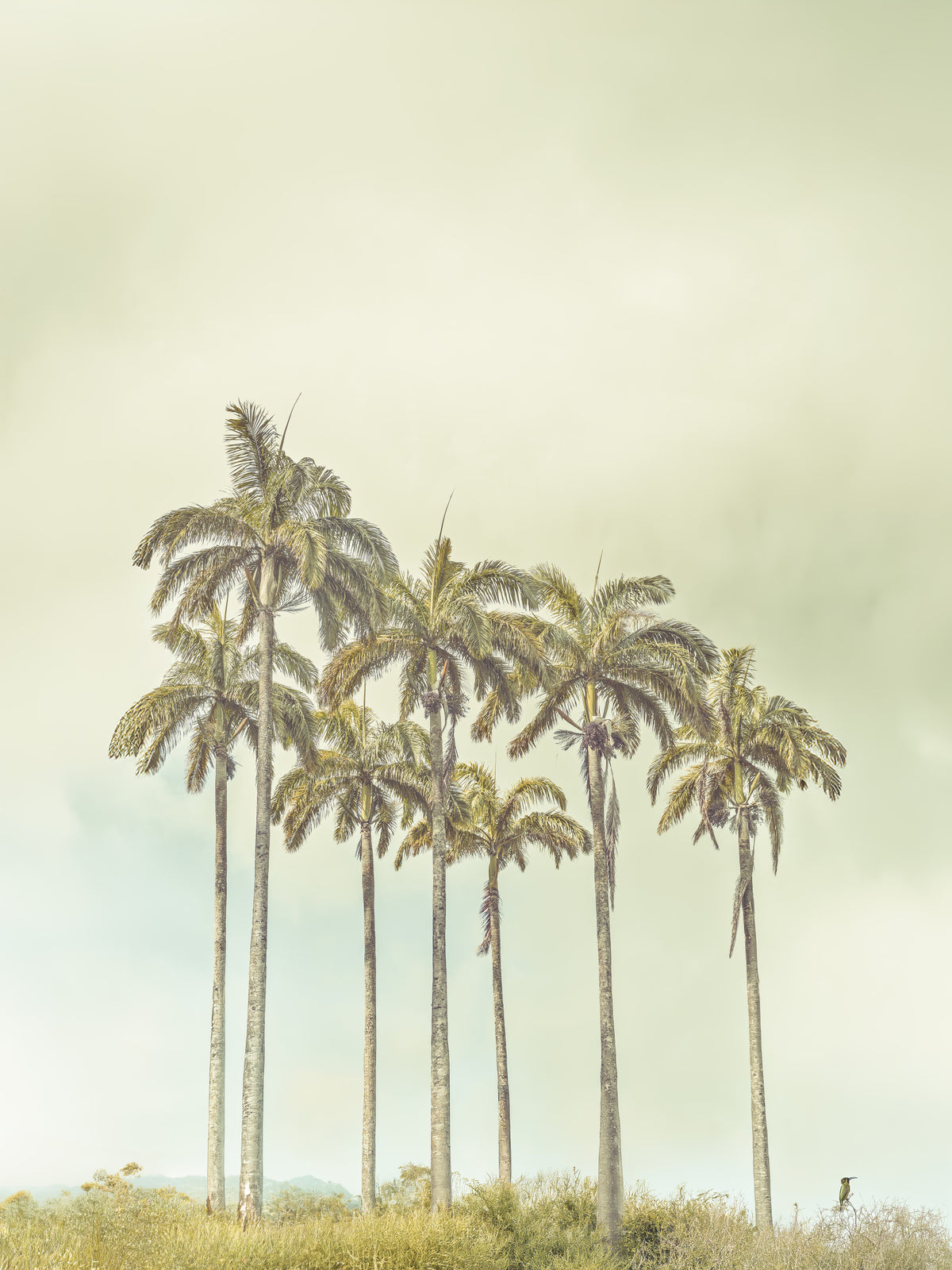 Breezy Palms vægmaleri in your room — zoomed