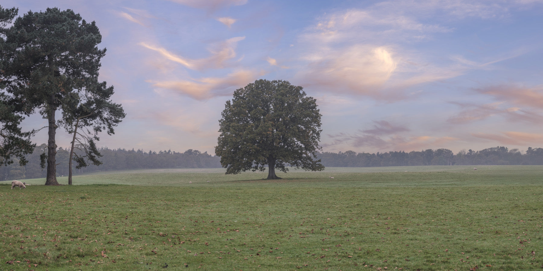 Wandgemälde „Tranquil Sunrise Field“