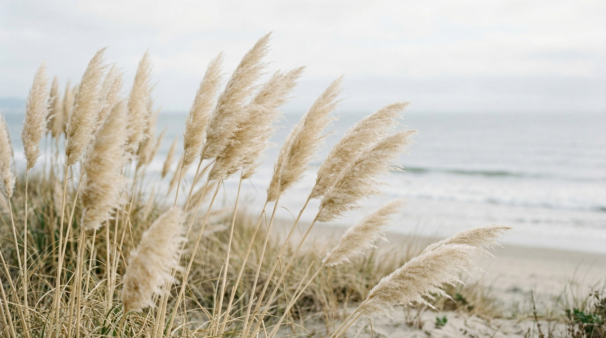 Murmure des Pampas in your room — zoomed
