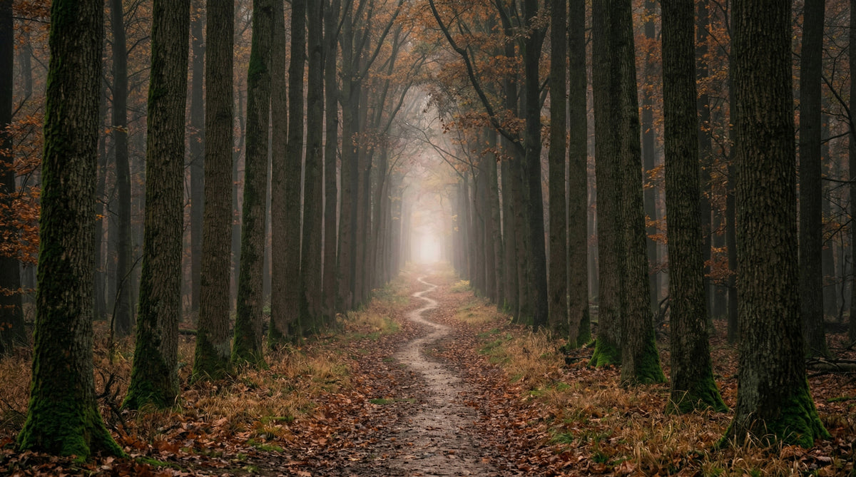 Murale da parete Winding Woodland Way in your room — zoomed