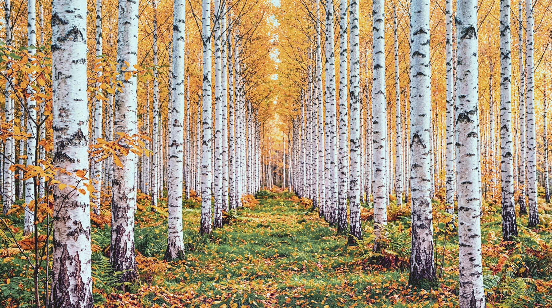 Fresque murale représentant un chemin dans une forêt de bouleaux dorés