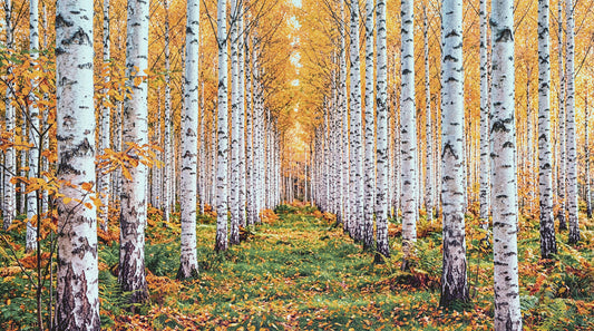 Wandbild „Weg durch einen goldenen Birkenwald“