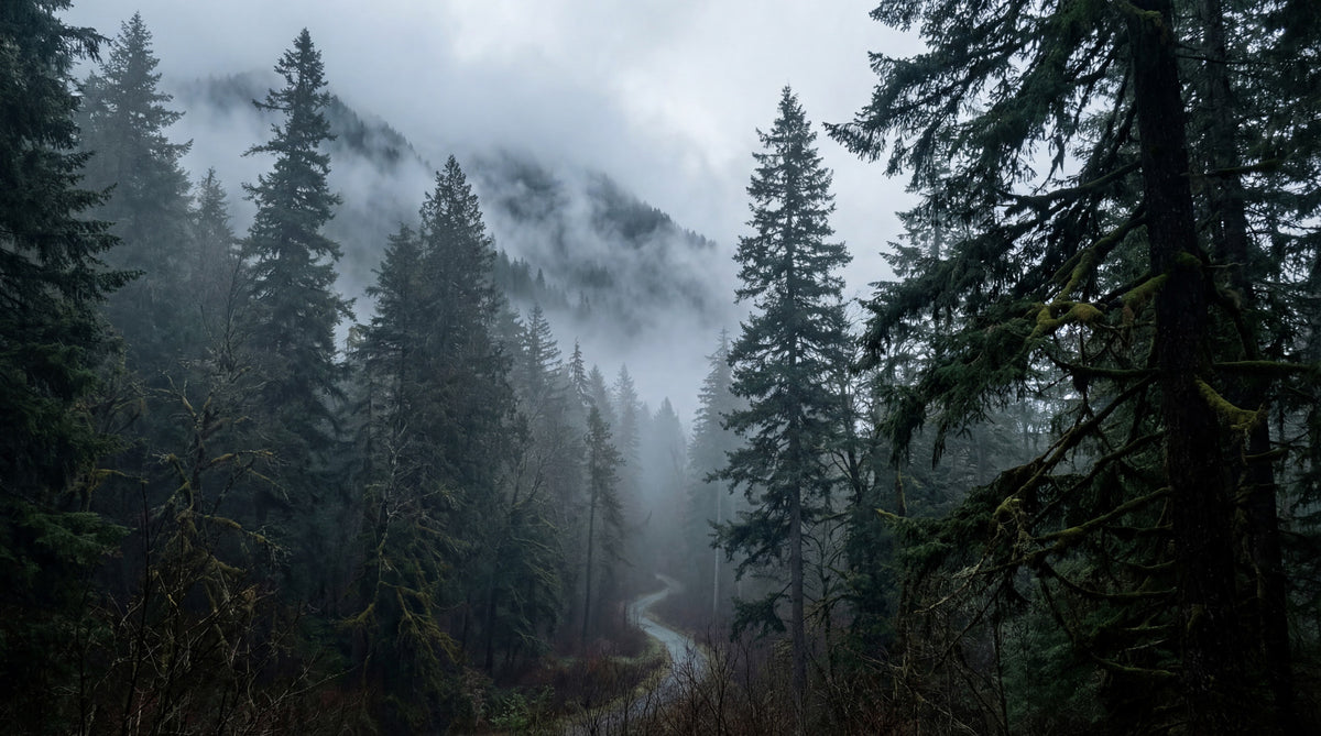 Wandbild: Nebeliger Waldweg im Winter in your room — zoomed