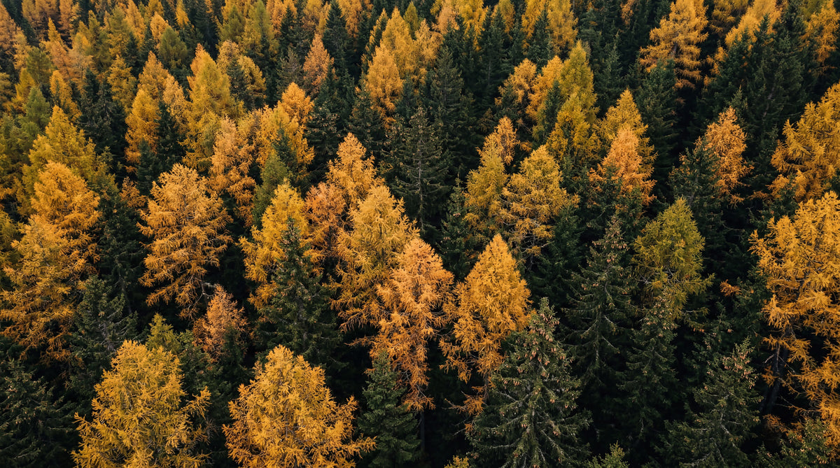 Herbstliche Wald-Symphonie Wandbild in your room — zoomed