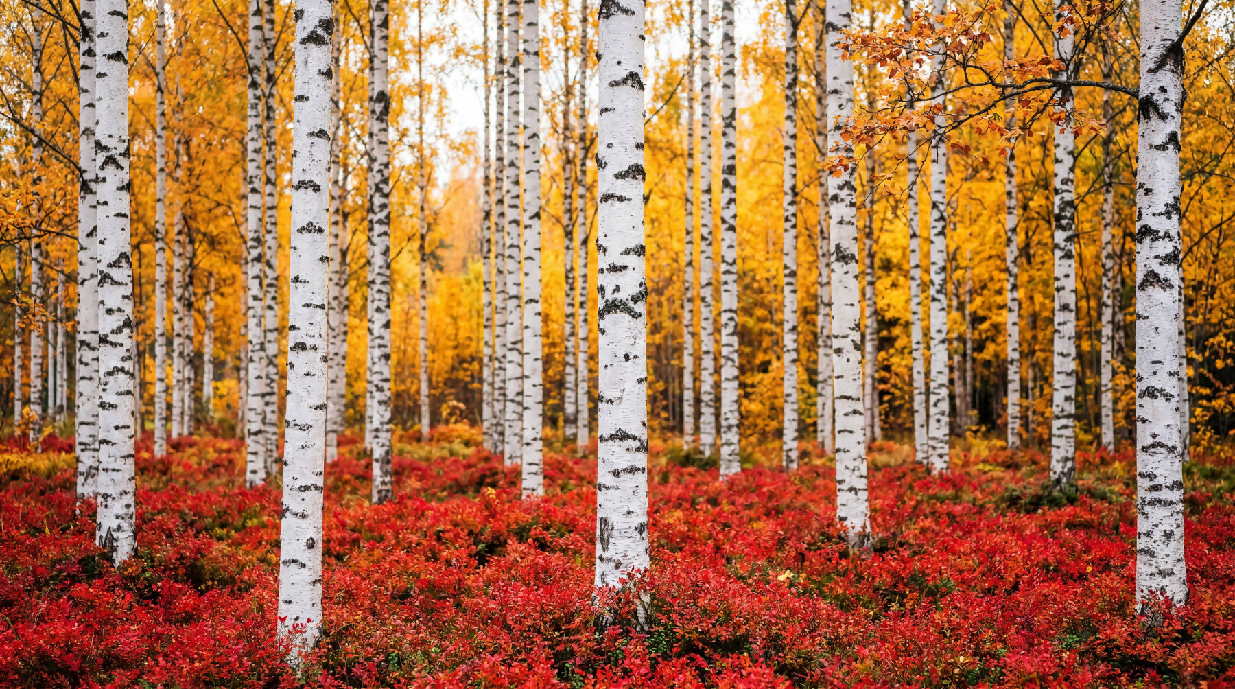 Golden Canopy, Rød Løber Vægmaleri