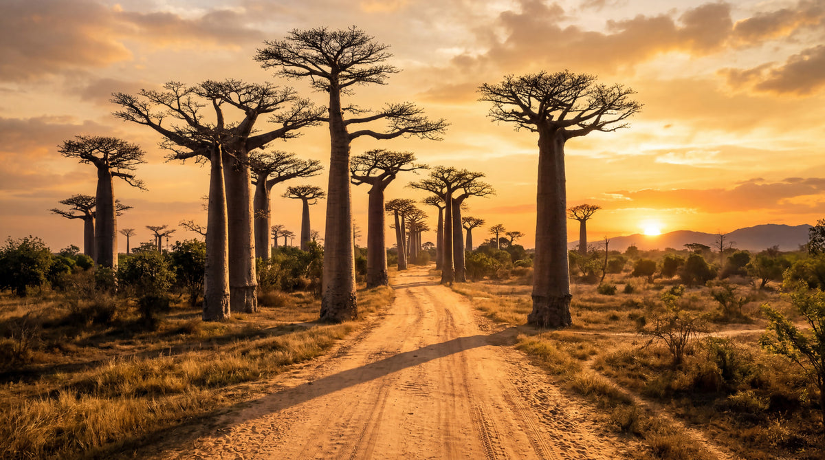 Golden Baobab Path Vægmaleri