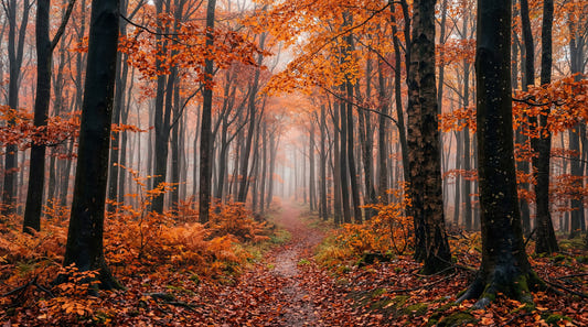 Nebeliger Herbstwaldweg Wandbild
