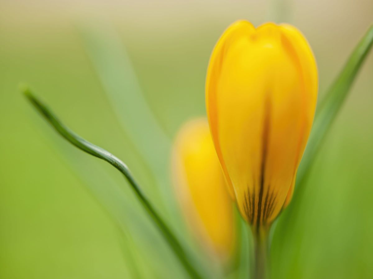Goldener Krokus Serenity Wandbild in your room