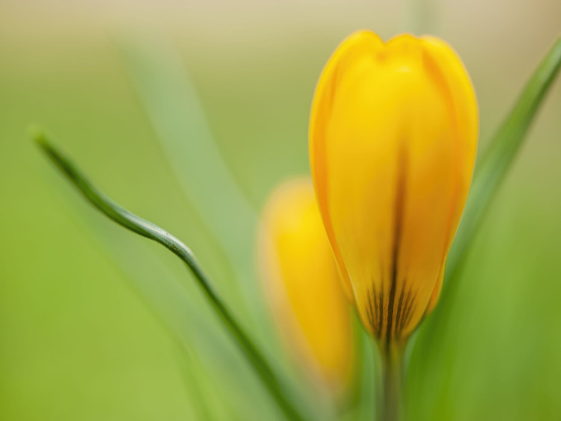 Golden Crocus Serenity Wall Mural