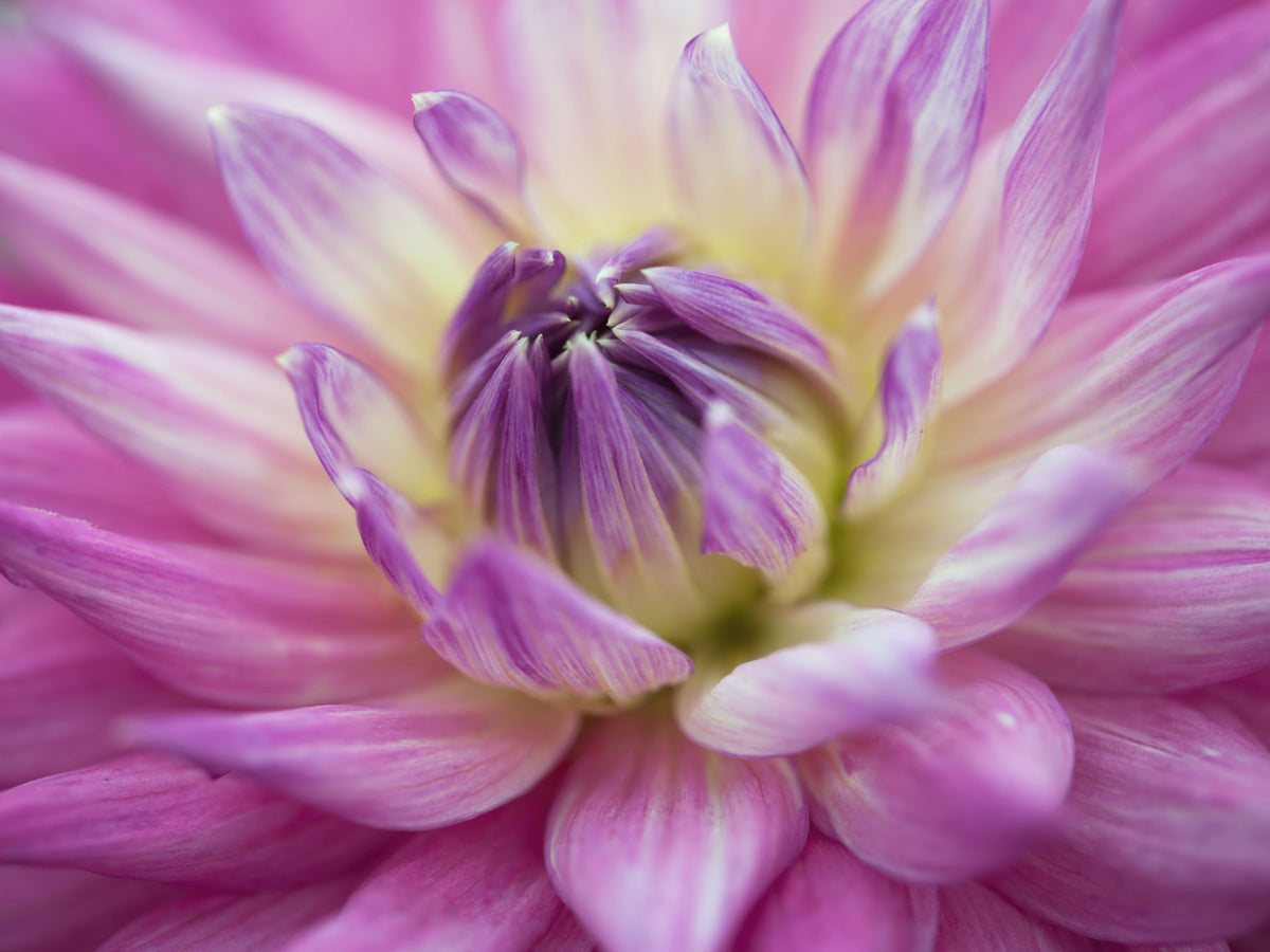 Lebendige Dahlienblüten Wandtapete in your room — zoomed