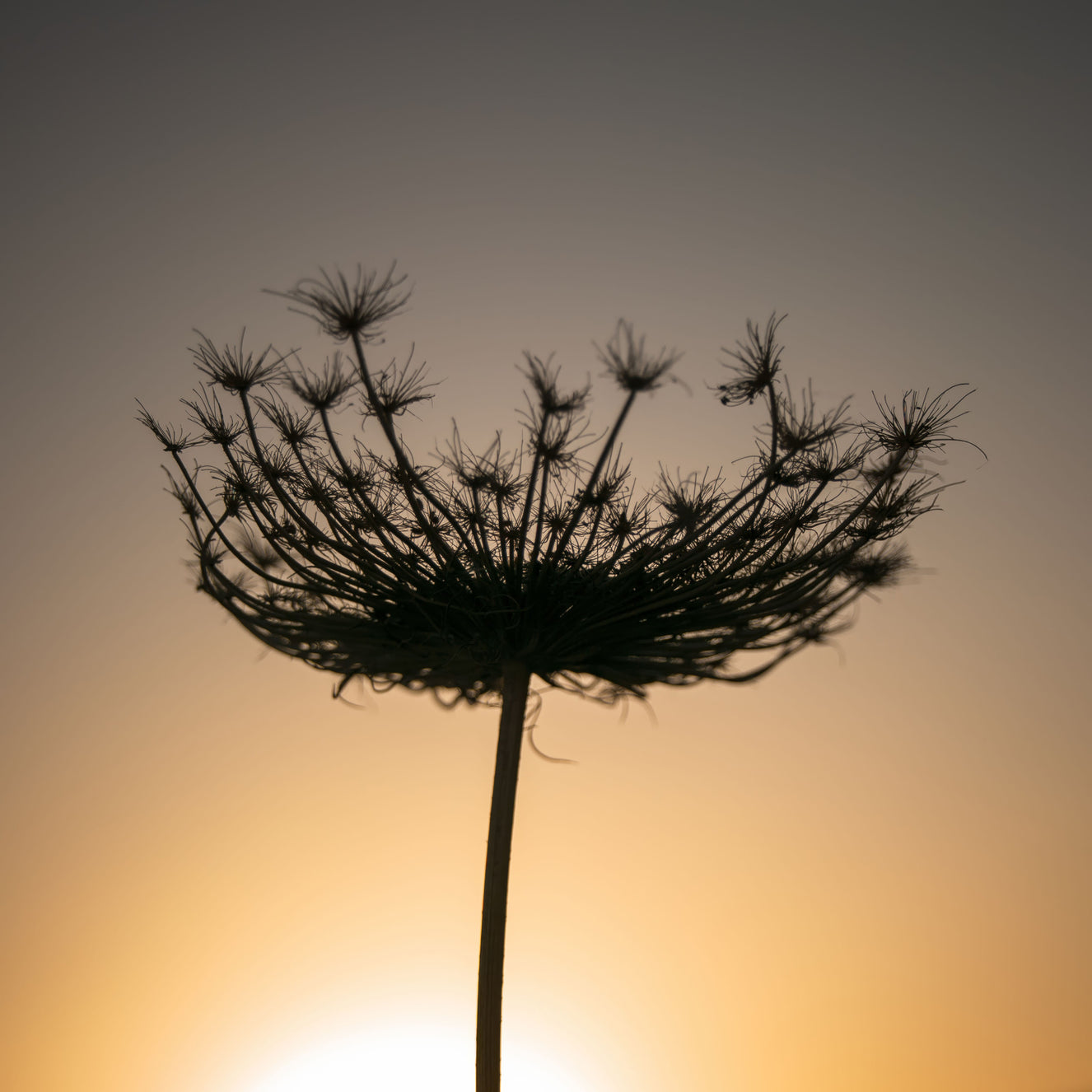 Wandbild mit Silhouette eines Samenkopfs in der Goldenen Stunde