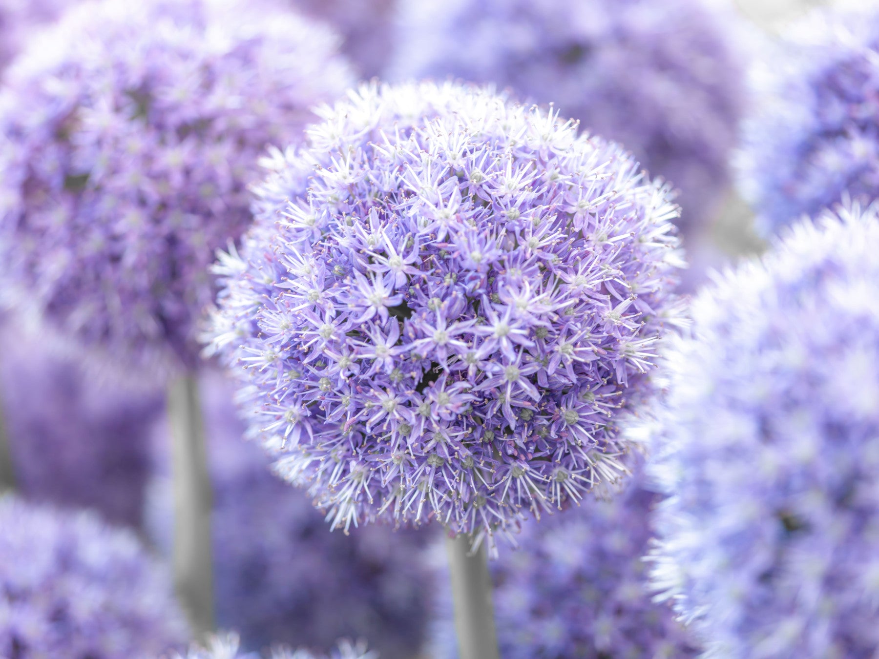 Purple Floral Orb Wall Mural