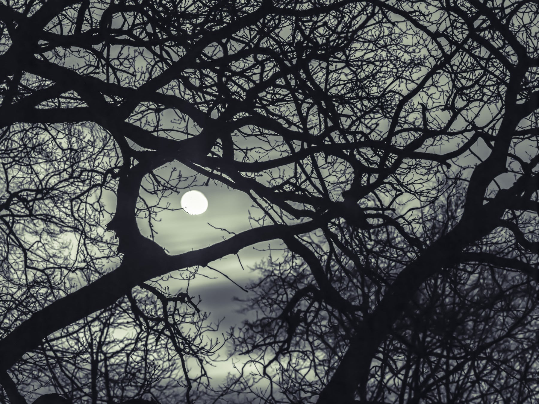 Inky black twigs ring a living room through this Midnight Branches wall mural.