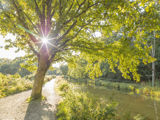 Sonnenbeschienene Waldkanal Wandtapete
