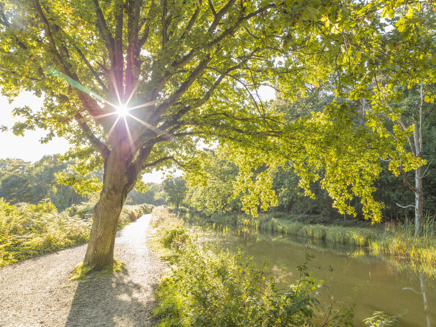 Sonnenbeschienene Waldkanal Wandtapete