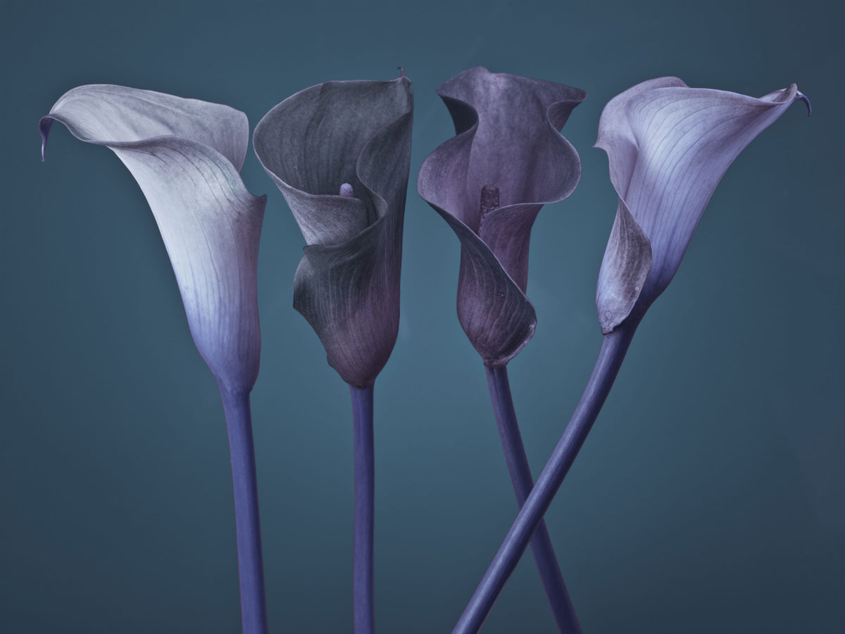 Twilight Petal Dance Veggmaleri in your room — zoomed
