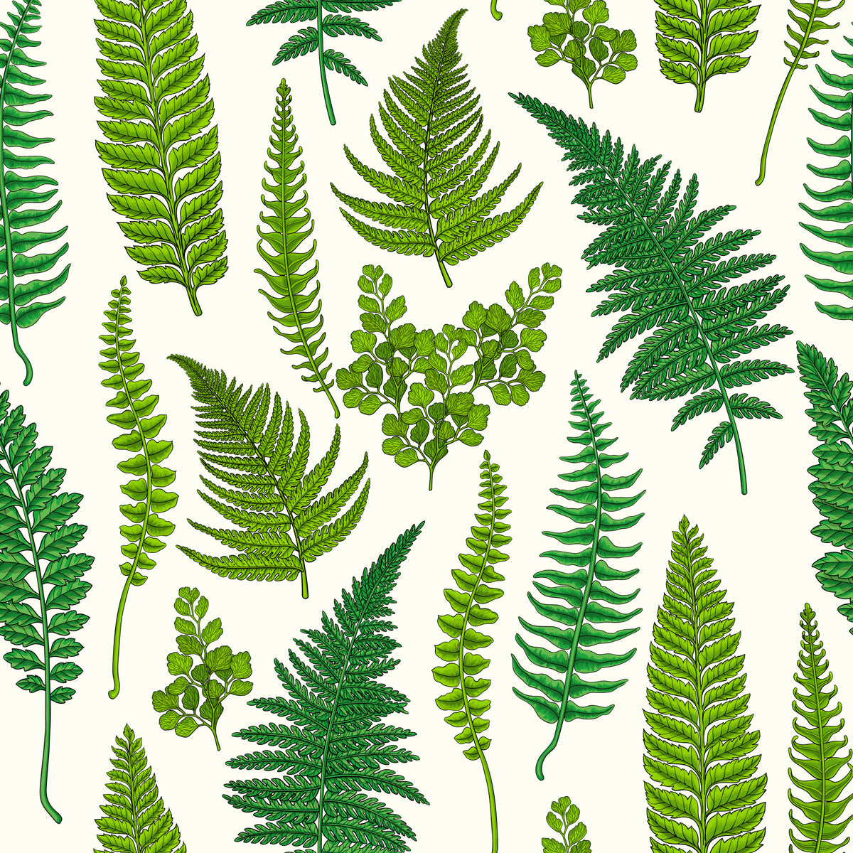 Papel pintado Helechos sobre blanco natural in your room — zoomed