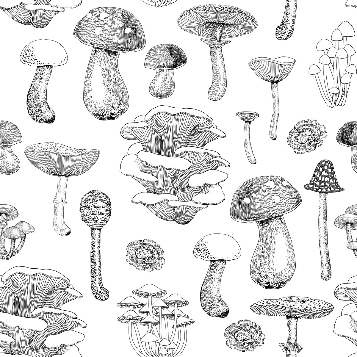 Wild Mushrooms  in black and white Wallpaper⁠