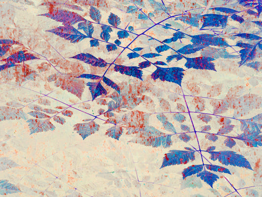 Indigo Foliage Wall Mural