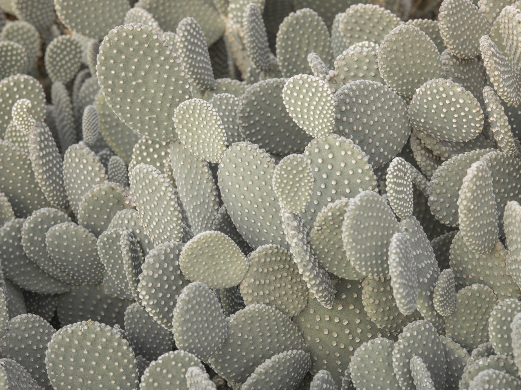 Cacti background Wall Mural