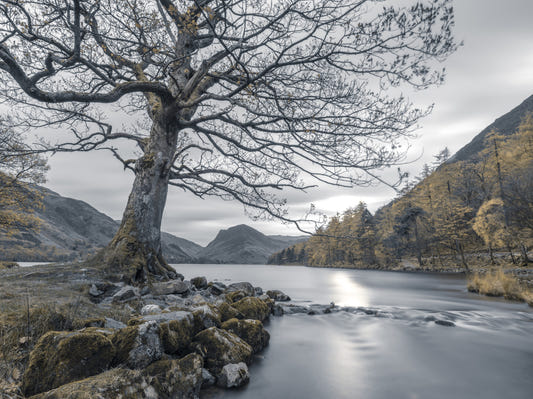 Ancient Oak, Silent Waters Wandbild