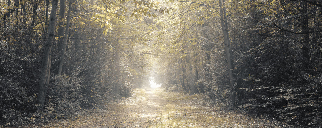 Papier peint panoramique Sentier lumineux en forêt