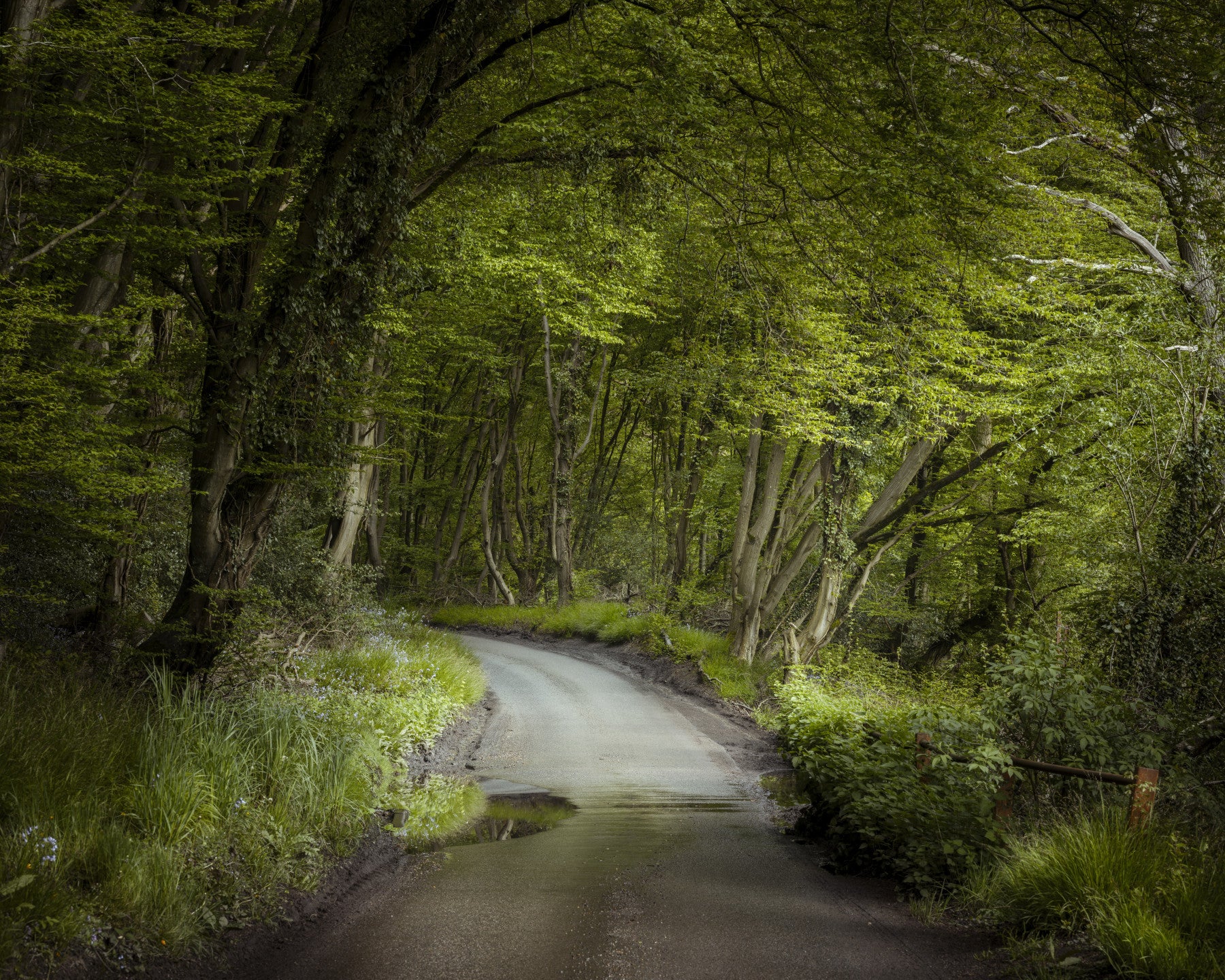 Verzauberter Waldweg Wandbild