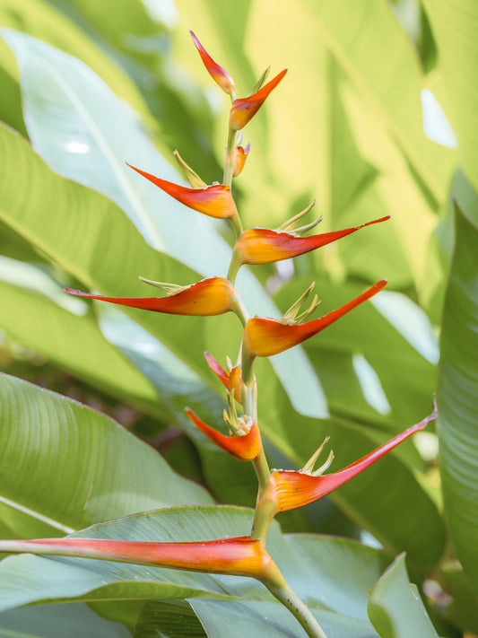 Heliconias feurige Blüte Wandbild