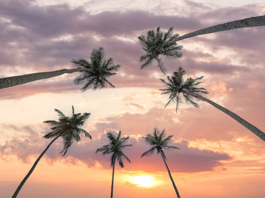 Papier peint panoramique Canopée de palmiers au coucher du soleil