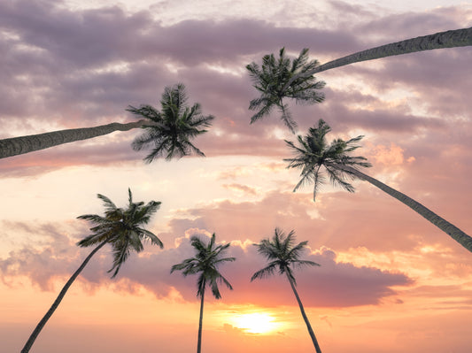 Papier peint panoramique Canopée de palmiers au coucher du soleil