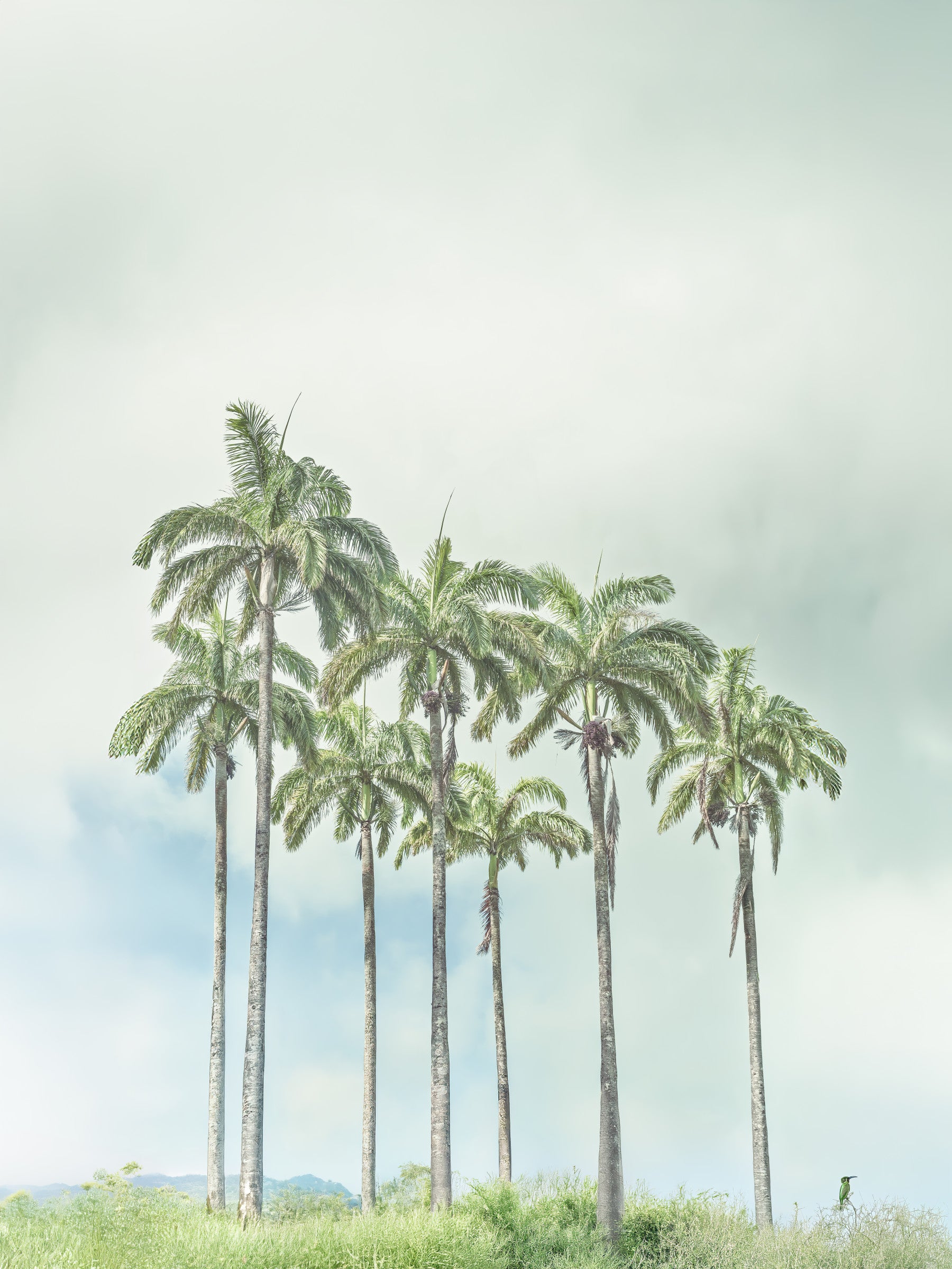Serene Palm Horizon Wandbild