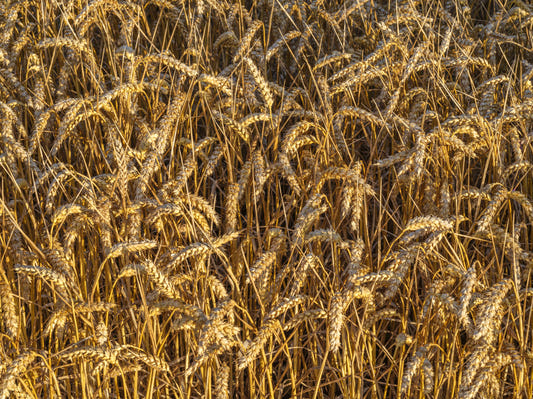 Golden Harvest Field Väggmålning