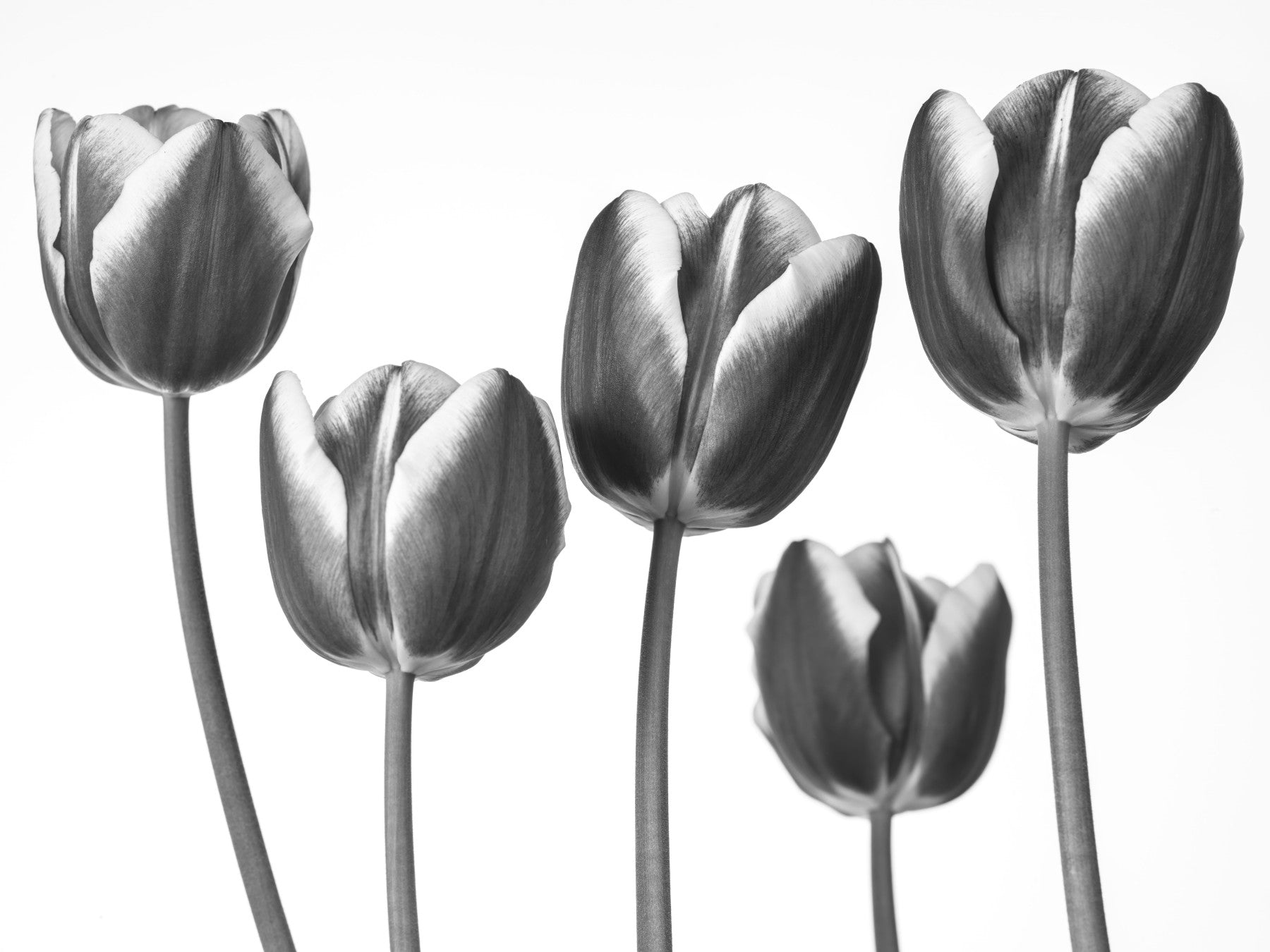 Elegant Monokrome Tulipaner Tapet Vægmural