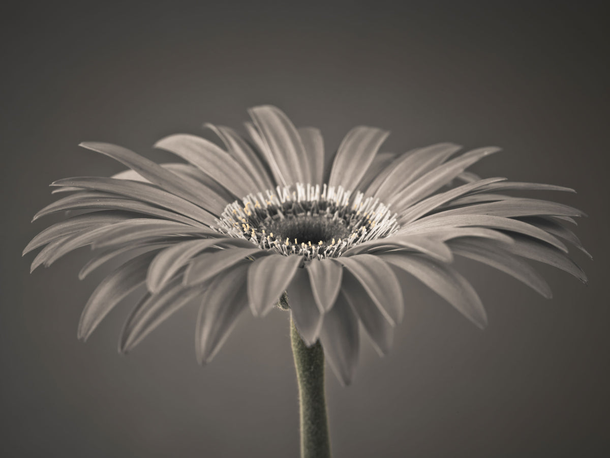 Wandbild Serene Sepia Gerbera Daisy Makro in your room