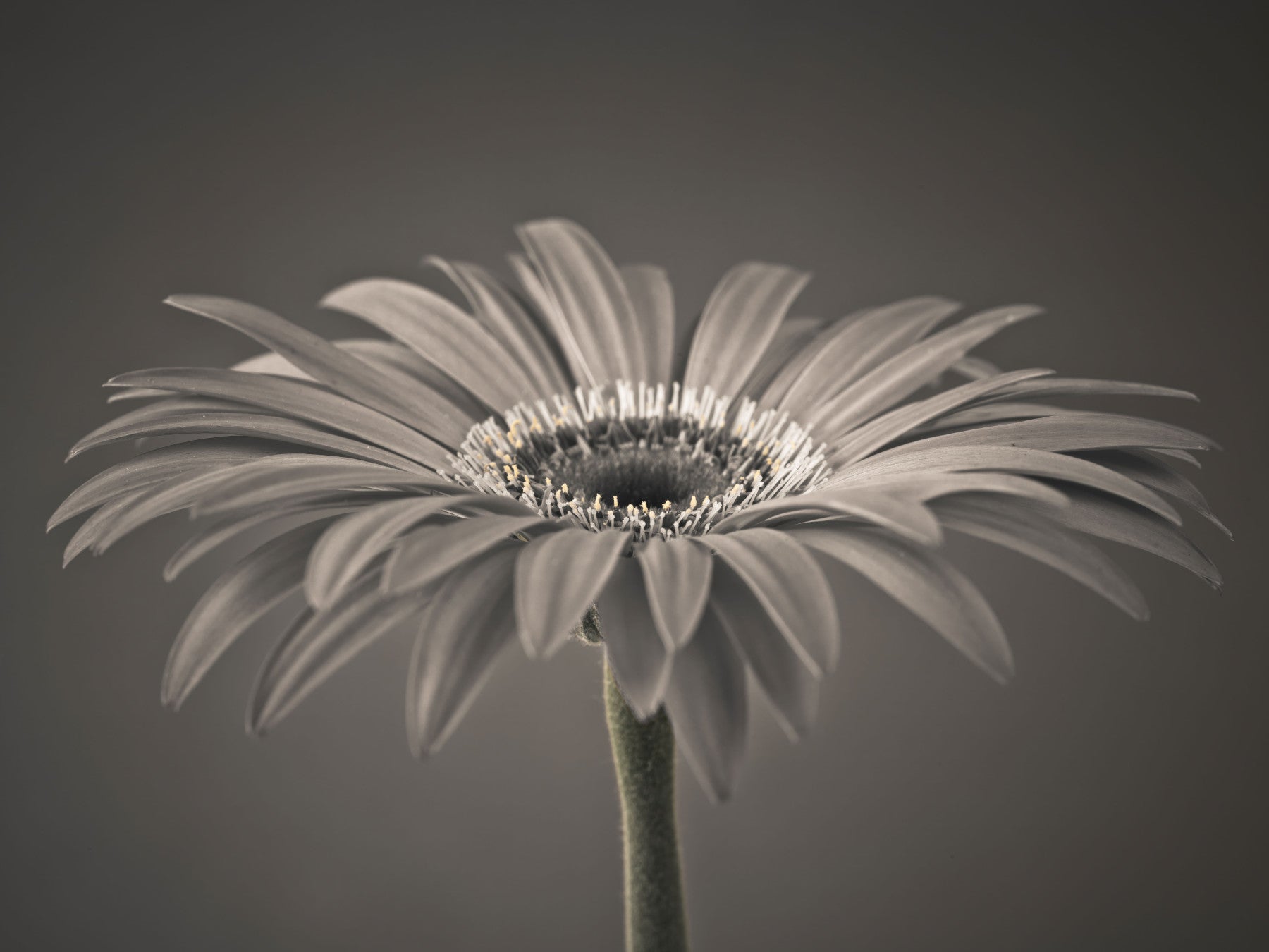 Fototapet macro cu gerbera sepia serenă