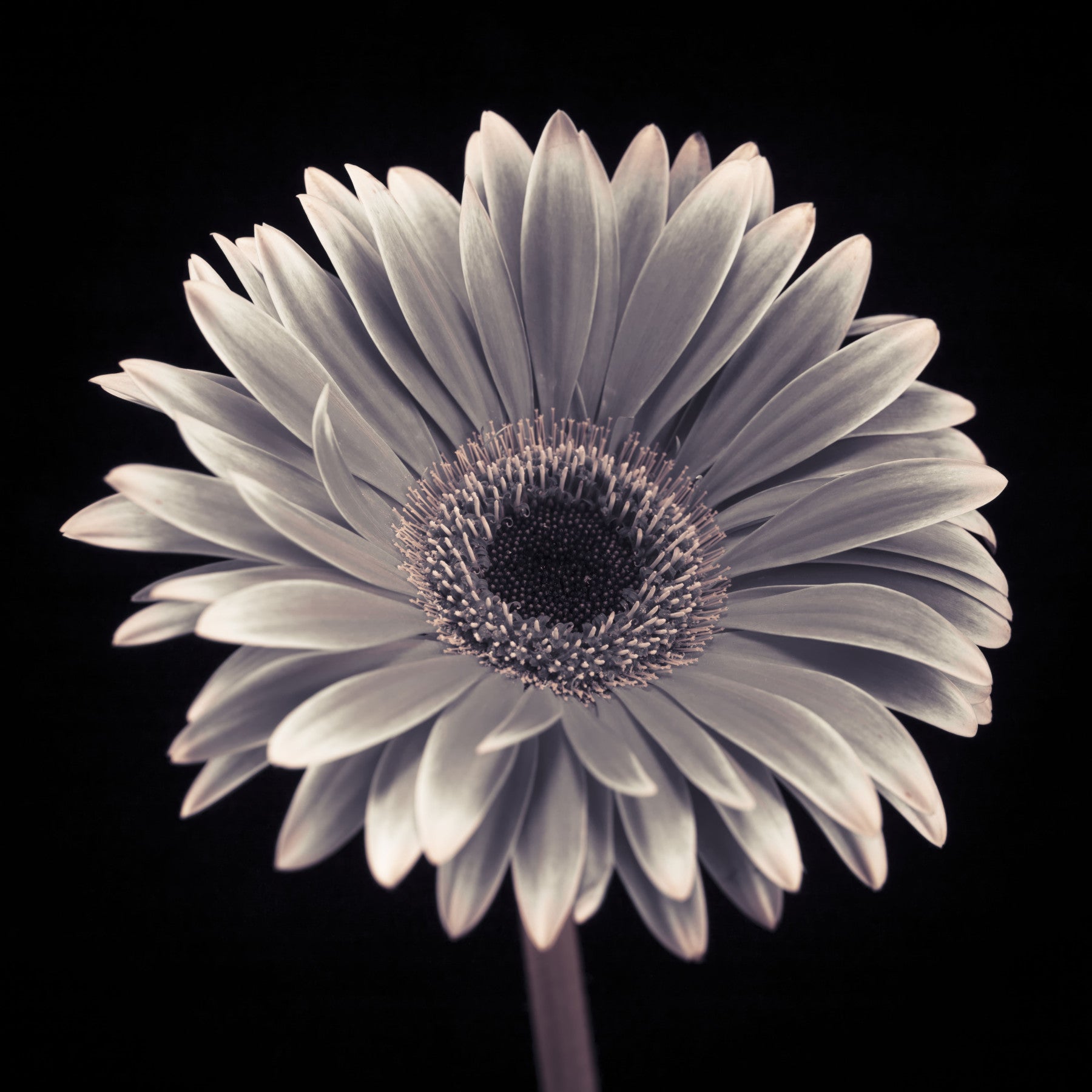 Kronblader av Midnatt Gerbera veggmaleri