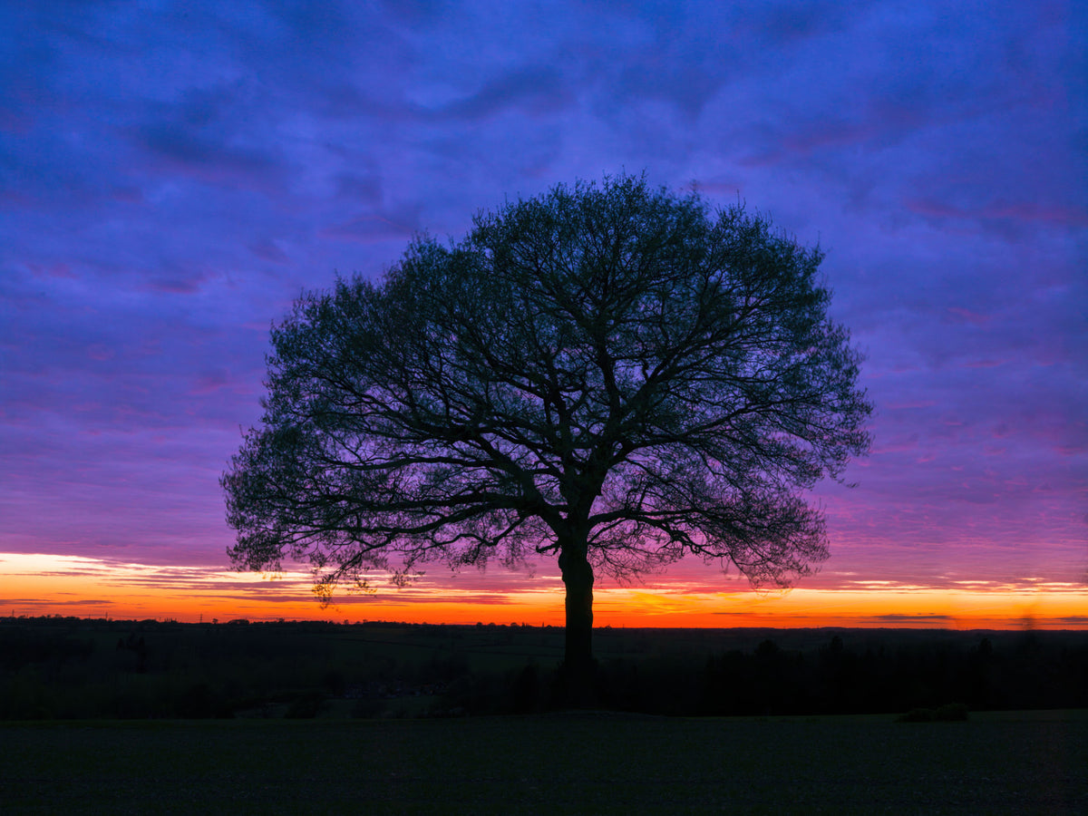 Papel de Parede Solitary Oak ao Crepúsculo in your room