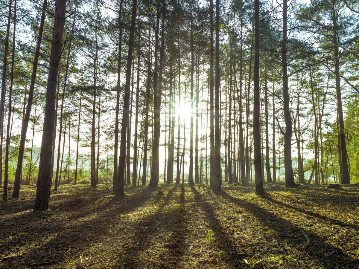 Papier peint panoramique Forêt de pins au matin ensoleillé