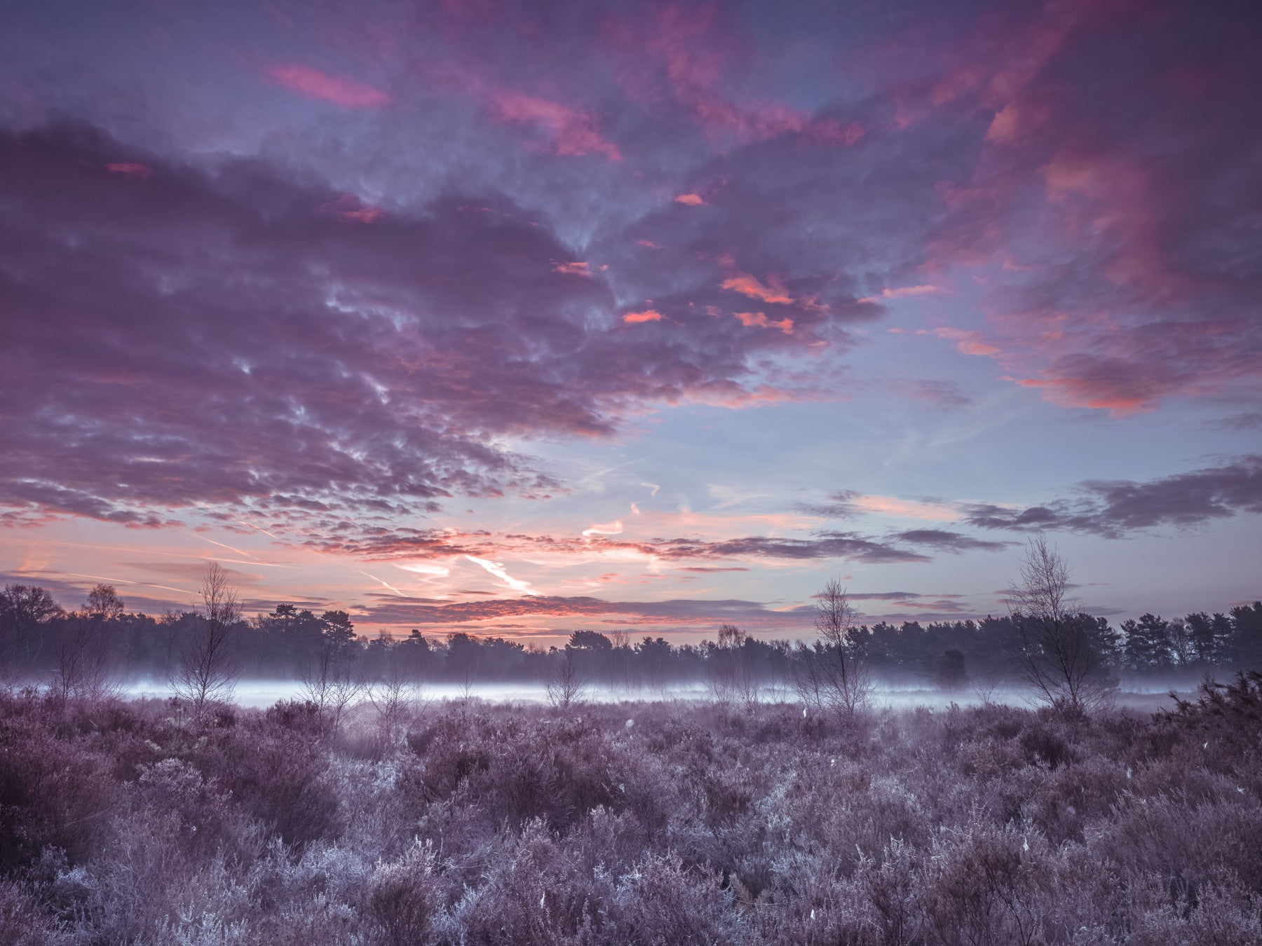 Violet Twilight Frost Meadow veggmaleri