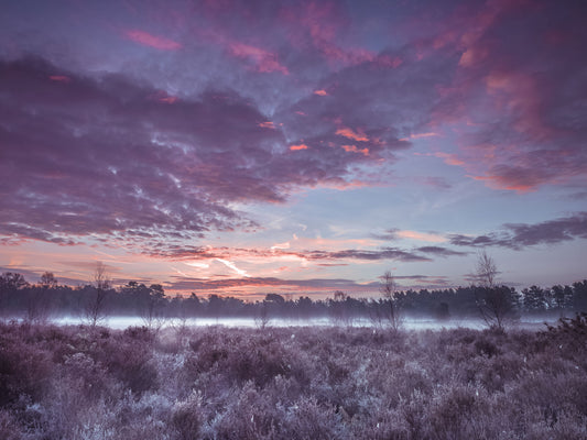 Violet Twilight Frost Meadow Wall Mural