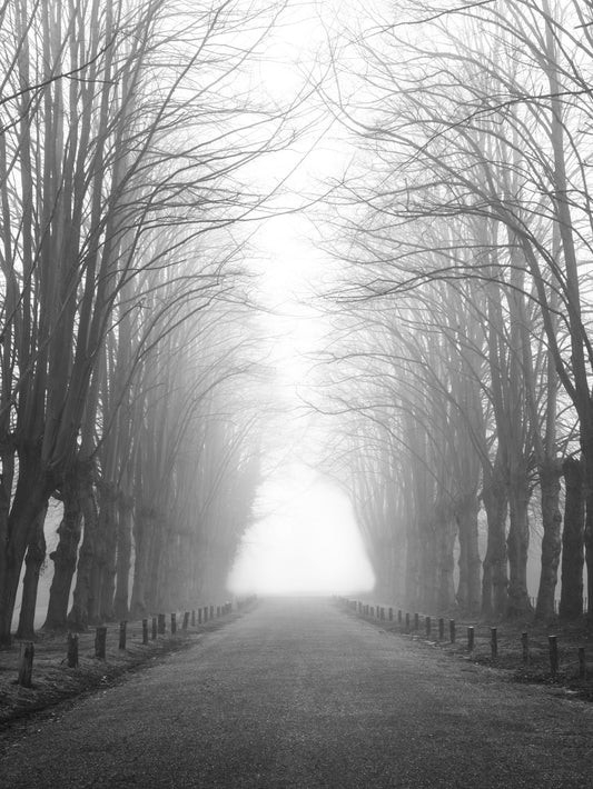 Winter Path of Whispering Trees Wall Mural