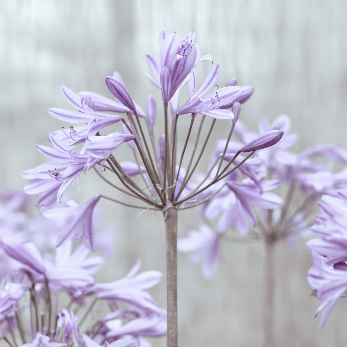 Wandbild mit ruhigen Fliederfarbenen Agapanthusblüten in your room — zoomed
